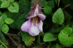 Chirita urticifolia